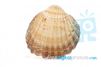 Half Scallop Shell Stock Photo