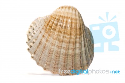 Half Scallop Shell Stock Photo