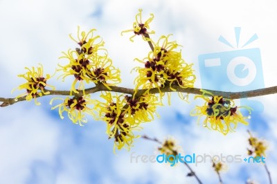 Hamamelis Mollis With Yellow Flowers Clouds And Blue Sky Stock Photo