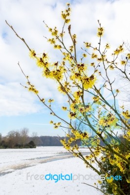 Hamamelis Mollis Yellow Flowers In Snow Landscape Stock Photo