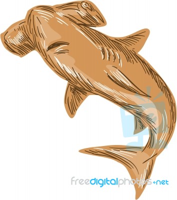 Hammerhead Shark Drawing Stock Image
