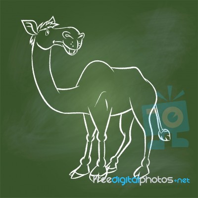 Hand Drawing Camel On Green Board - Illustration Stock Image Hand Drawing Camel On Green Board - Illustration Stock Image