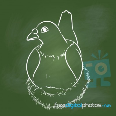 Hand Drawing Pigeon On Green Board - Illustration Stock Image