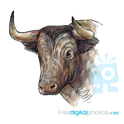 Hand Drawn Illustration Of Bull Stock Image