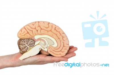 Hand Holding Brain Hemisphere On White Background Stock Photo