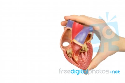 Hand Holding Model Open Human Heart On White Stock Photo