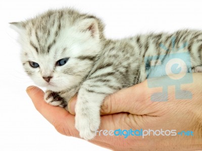 Hand Holding Young Black Silver Cat Stock Photo