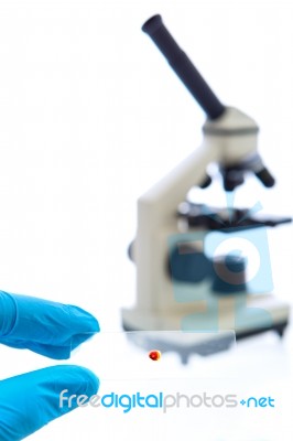 Hand In Blue Latex Glove Holds Sample Glass Plate With Blood Sample Drop And A Microscope On White Background Stock Photo