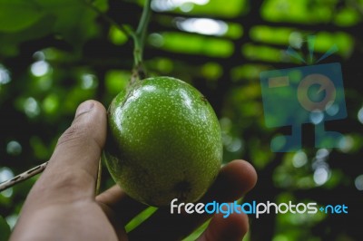 Hand Picking A Passion Fruit Stock Photo