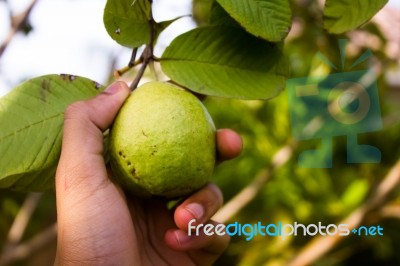 Hand Picking Guava Fruit From A Tree Stock Photo