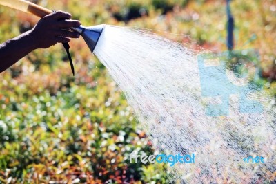 Hand Watering Plant Stock Photo