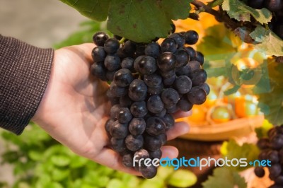 Hands Holding A Bunch Of Grapes Stock Photo