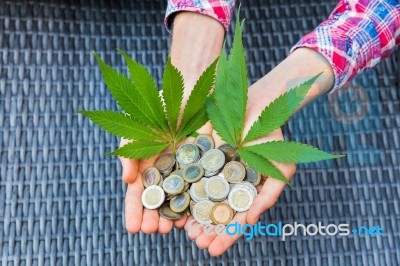 Hands Holding Euro Coins And Hemp Leaves Stock Photo