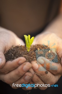 Hands Holding Seedleng Stock Photo Hands Holding Seedleng Stock Photo