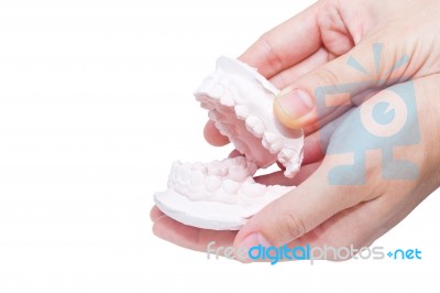 Hands Holding The Mould Of Human Teeth Stock Photo