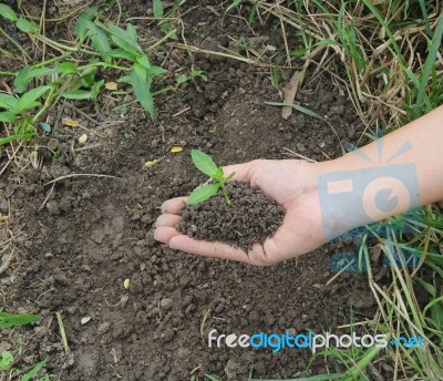 Hands Holdings A Little Green Plant Stock Photo