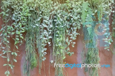 Hanging Green Plant Pot From Roof Stock Photo
