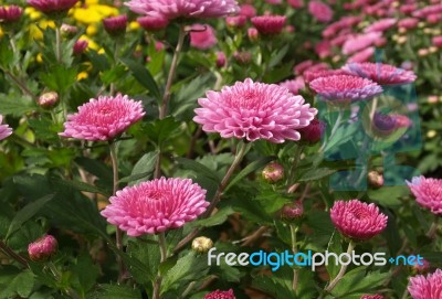 Hardy Mums Stock Photo