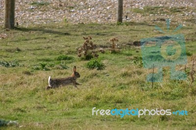 Hare On Pastureland At Rye In Sussex Stock Photo