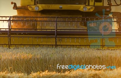 Harvest Stock Photo