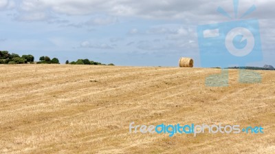 Harvest In Sardinia Stock Photo