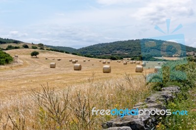 Harvest In Sardinia Stock Photo