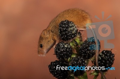 Harvest Mouse On Bramble At Sunset Stock Photo
