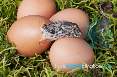 Hatchling Stock Photo