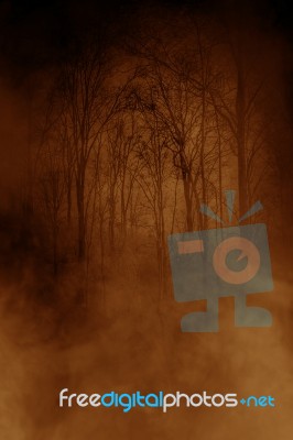 Haunted Forest Background,horror Concept And Ideas Background Stock Photo