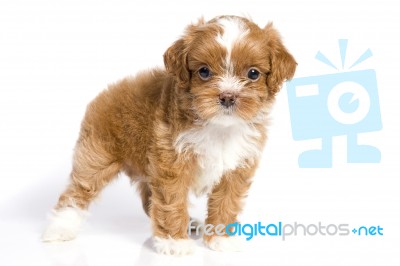 Havanese Pup Stock Photo