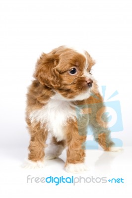 Havanese Puppy Stock Photo