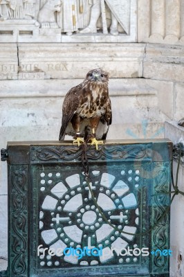 Hawk On Gate At Base St Stephens Statue Budapest Stock Photo