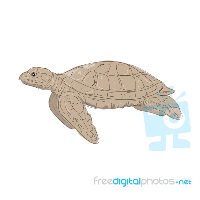 Hawksbill Sea Turtle Side Drawing Stock Image