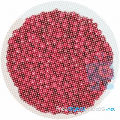 Hawthorn - Latin Crataegus Laevigata Stock Image