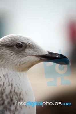 Head Closeup Of A Gull Stock Photo