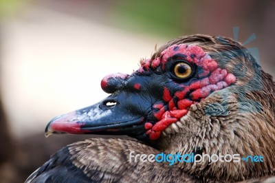 Head Of A Duck Stock Photo