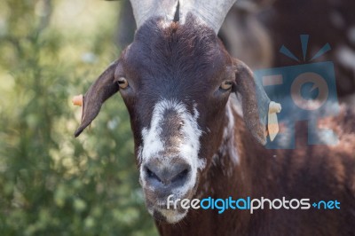 Head Of Brown Goat Stock Photo Head Of Brown Goat Stock Photo