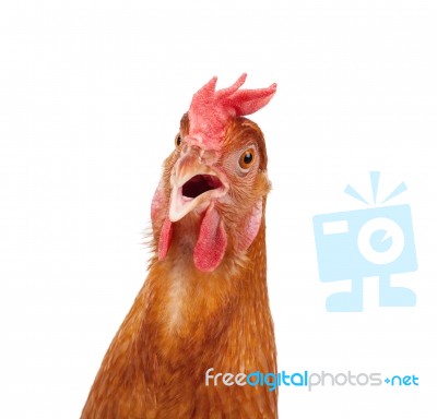 Head Of Chicken Hen Shock And Funny Surprising Isolated White Ba… Stock Photo