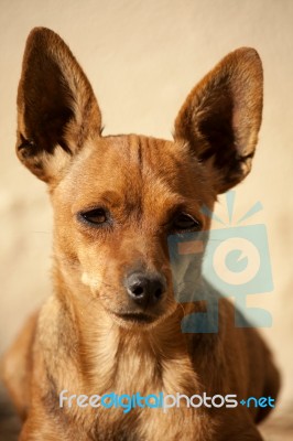 Head Of Domestic Dog Stock Photo