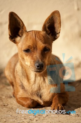 Head Of Domestic Dog Stock Photo