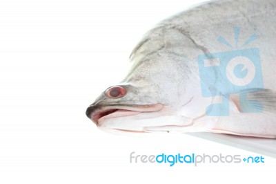 Head Of Featherback Fish Stock Photo