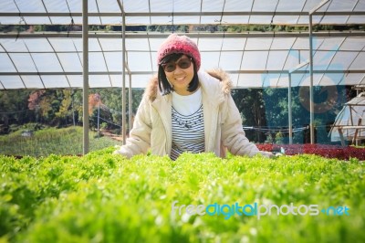 Healthy Care Woman In Hydroponic Vegetable Green House Plantation Stock Photo