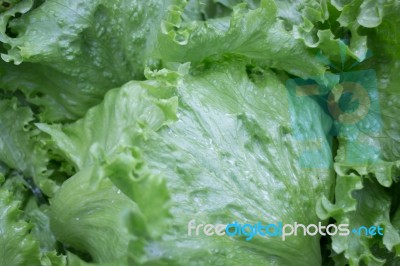 Healthy Fresh Vegetable Ingredients Displayed Stock Photo
