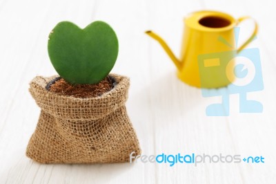 Heart Plant In Pot With Watering Can Stock Photo Heart Plant In Pot With Watering Can Stock Photo