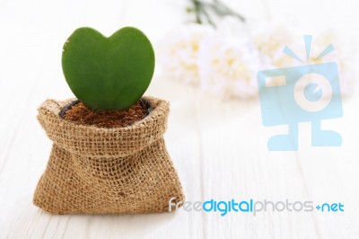 Heart Plant With Flower Stock Photo
