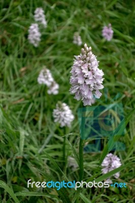 Heath Spotted Orchid (dactylorhiza Maculata Ericetorum) Stock Photo