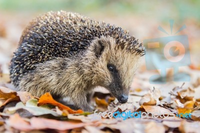 Hedgehog In Autumn Leaves Stock Photo