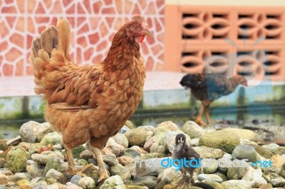 Hen And Chick Standing On Pebbles Stock Photo