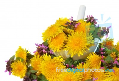 Herbs Stock Photo