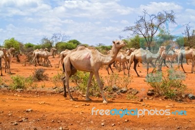 Herd Of Camels In Ethiopia Stock Photo